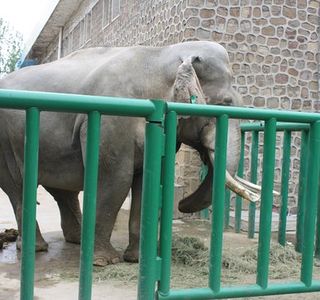 Zhengzhou Zoo