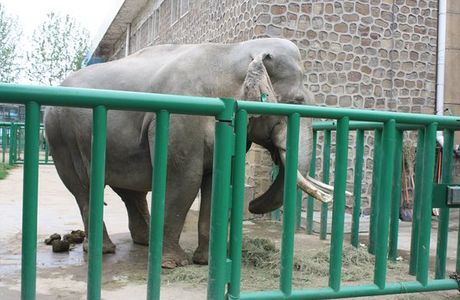 Zhengzhou Zoo
