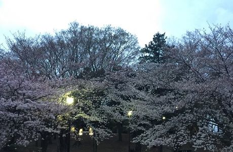 Soshigaya Park