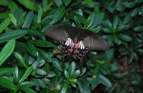 Butterfly Park & Insect Kingdom