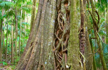 The Palm Grove Section of the Tamborine National Park