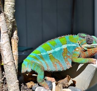 Chameleon Gallery