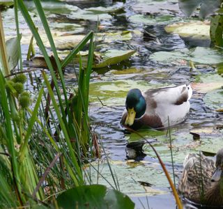 Bellrose Waterfowl Reserve