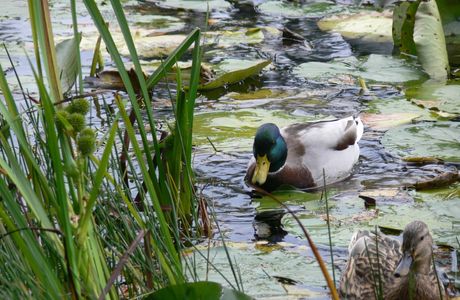 Bellrose Waterfowl Reserve