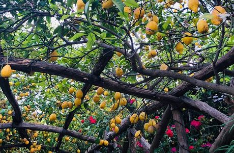 I Giardini di Cataldo