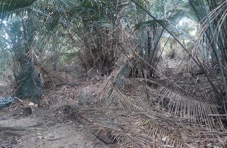 Shah Alam Community Forest