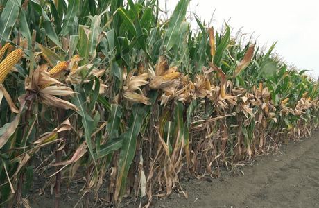 Valley Corn Maize