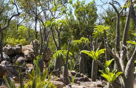 Jurassic Cycad Gardens