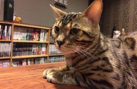 Cat Cafe Nyantsume