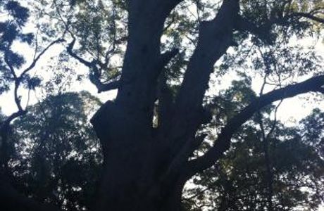 Ben Bennett Botanic Park