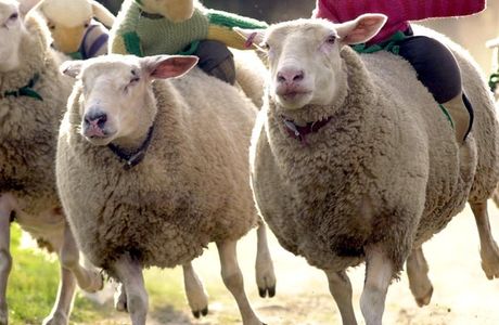 The Big Sheep.