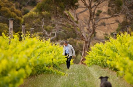 The Islander Estate Vineyards