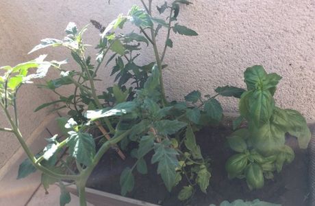 Antoniucci Vivero Productor