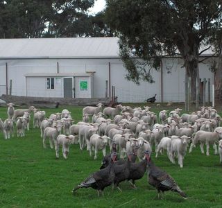 Island Pure Sheep Dairy