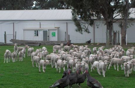 Island Pure Sheep Dairy