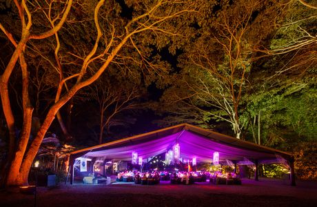 Flames of the Forest