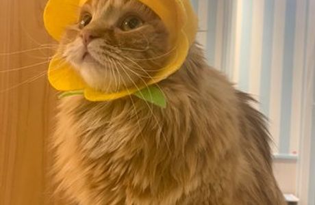 Cat Cafe Mocha Aeon Lake Town
