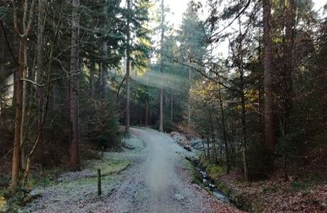 Wyre Forest