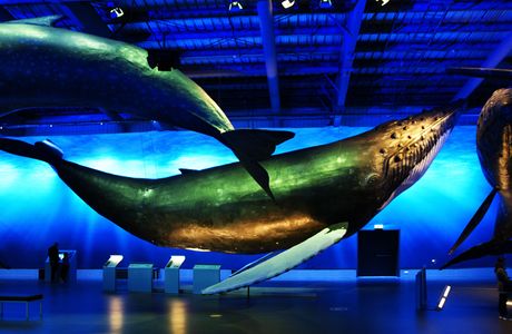 Whales of Iceland