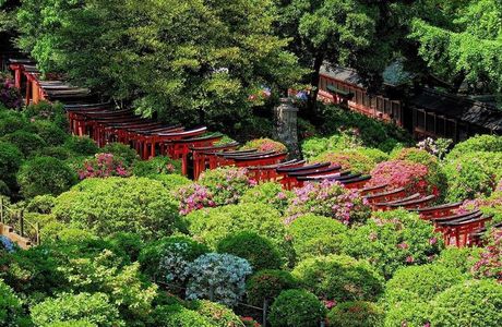 Bunkyo Azalea Matsuri