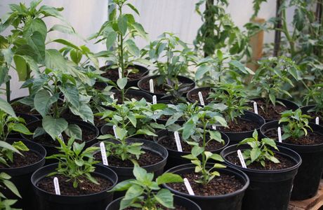 The Norfolk Chilli Farm