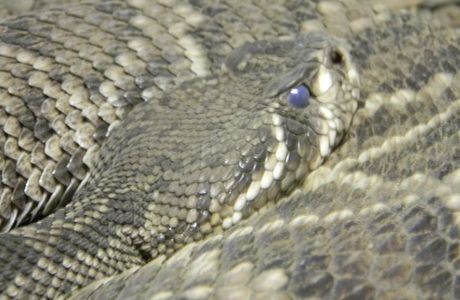 American International Rattlesnake Museum