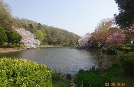 Junsai Pond Area
