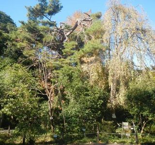 Koshigaya Aritaki Botanical Garden