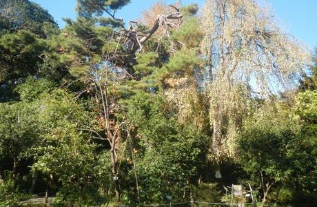 Koshigaya Aritaki Botanical Garden