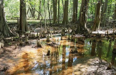 Battle Creek Cypress Swamp Sanctuary