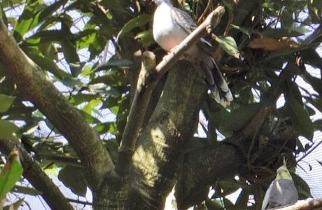 Campbelltown Forest of Wild Birds
