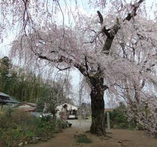 Fujuzawano Okakuzakura