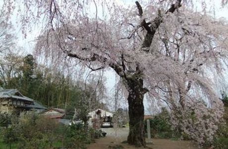 Fujuzawano Okakuzakura
