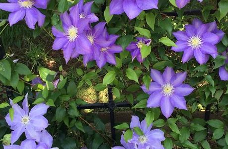 Clematis no Oka