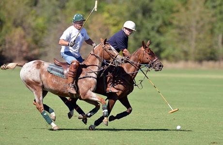 Fairfield Polo Club