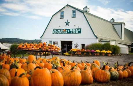 Jumbo's Pumpkin Patch
