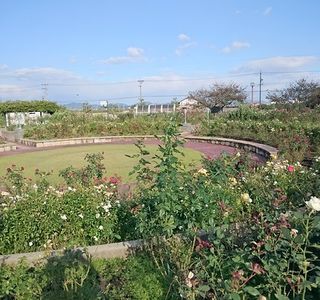 Onocho Rose Park