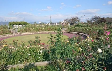 Onocho Rose Park 1