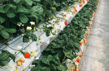 Koshigaya Strawberry Suga Farm