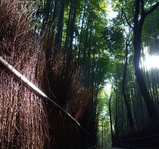 Chikurinnokomichi