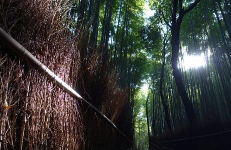 Chikurinnokomichi