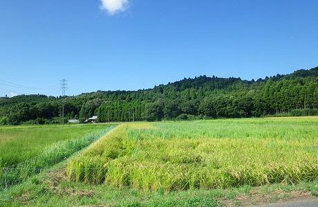 Fukashiro Pond
