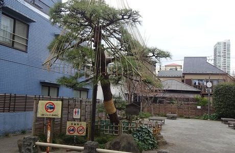 Pine Tree Square