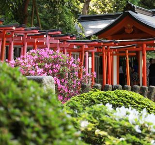 Nezu Shrine