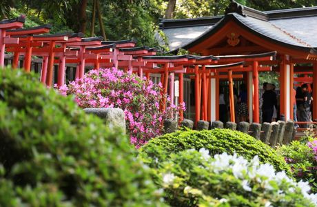 Nezu Shrine