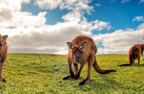 Kangaroo Island Connect
