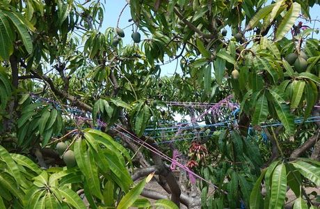 Golden Drop Mango Winery