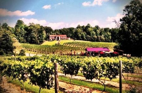 Running Hare Vineyard