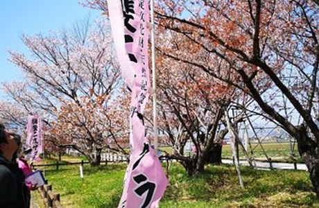 Ibi Nido Zakura Cherry Blossom