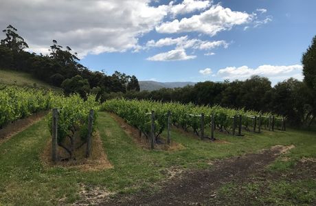 Freycinet Vineyards
